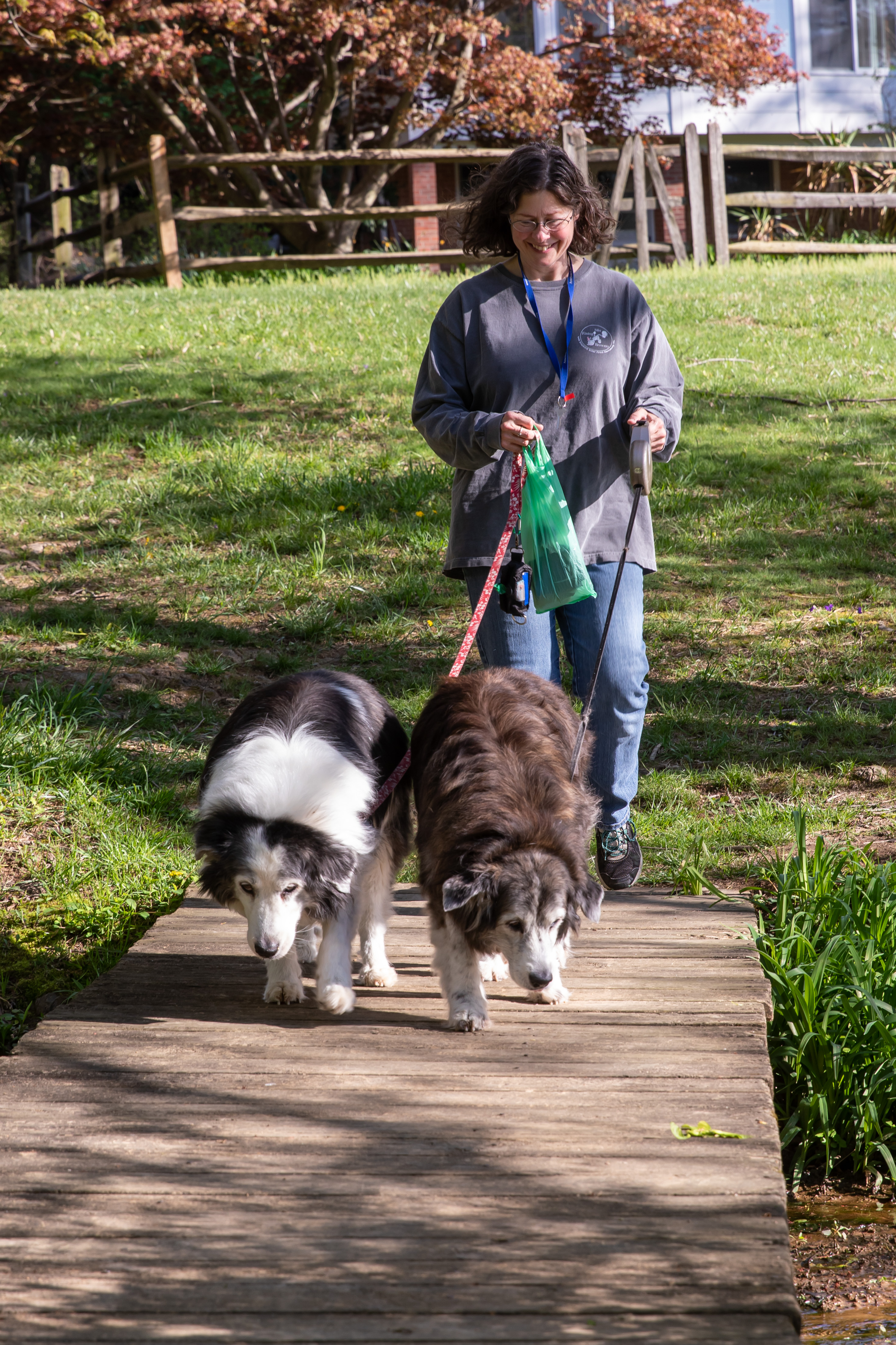 Beth walks Tucker and Ellie, a pair of senior Australian Shepherds