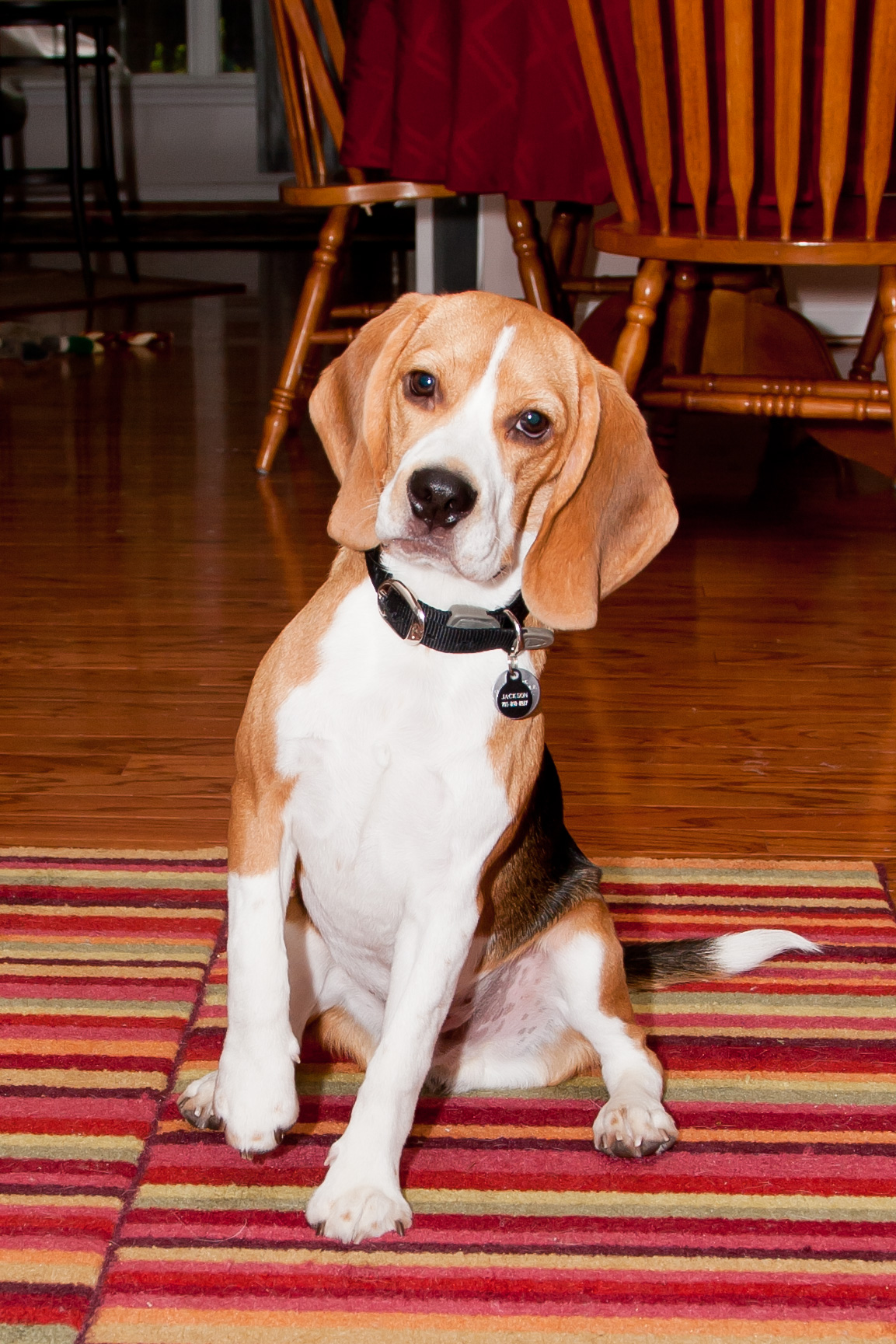 Jackson the Beagle